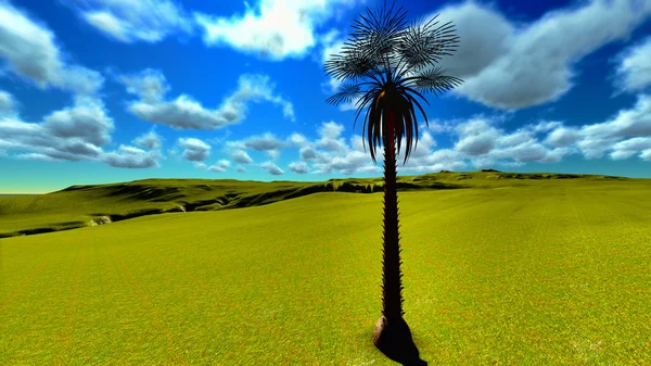 Yapayalnız palmiye ağacı — Stok fotoğraf