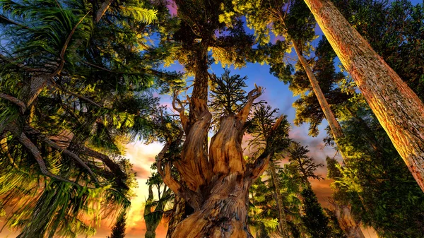 Bosque primitivo — Foto de Stock