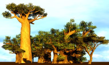 Afrika baobabs