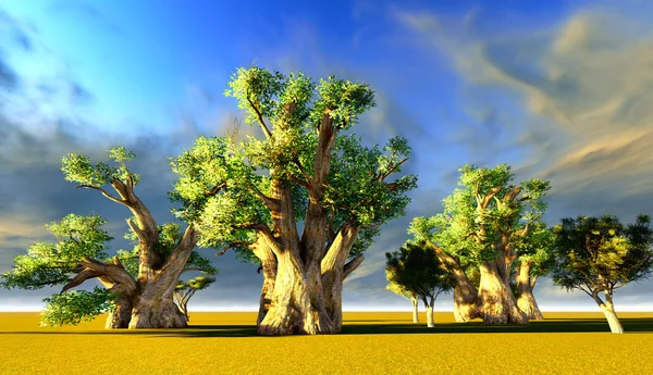 Afrikanska baobabs — Stockfoto