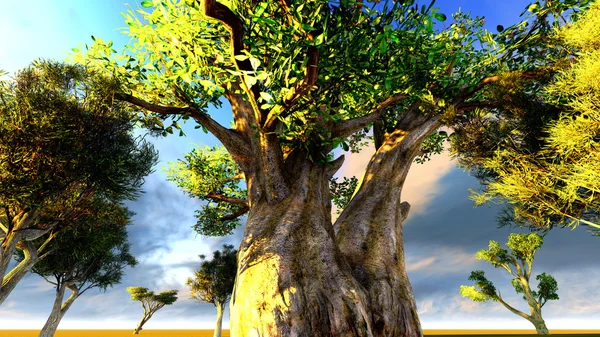 Afrikaanse baobabs — Stockfoto
