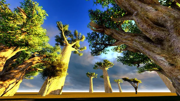 Afrika baobabs — Stok fotoğraf
