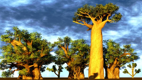 Baobabs africanos — Foto de Stock