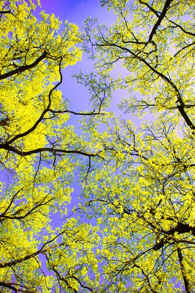Tree canopy — Stock Photo, Image