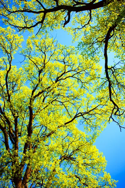 Canopy de árbol —  Fotos de Stock