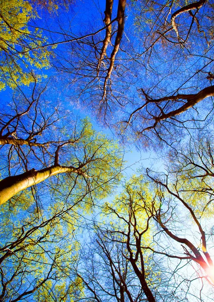 Canopy de árbol — Foto de Stock