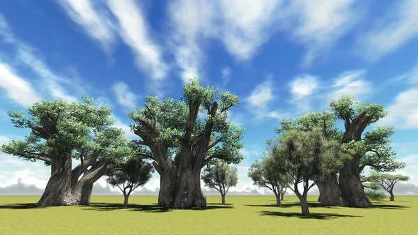 African baobabs — Stock Photo, Image