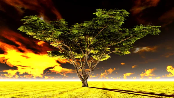 Большое дерево акация на равнинах африканской саванны — стоковое фото