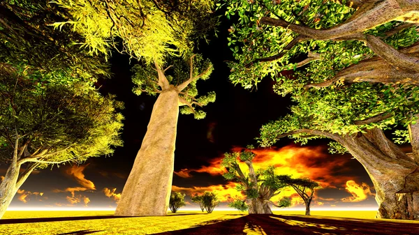African baobabs — Stock Photo, Image