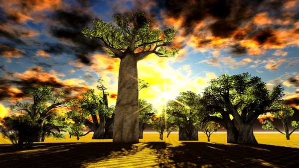 Baobás africanos — Fotografia de Stock