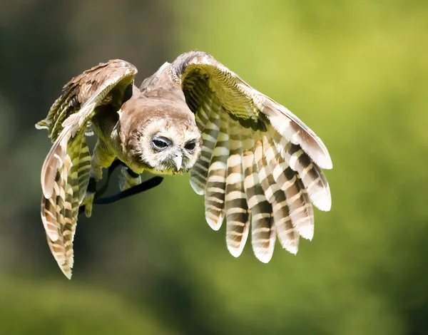 Awesome Owl — Stock Photo, Image