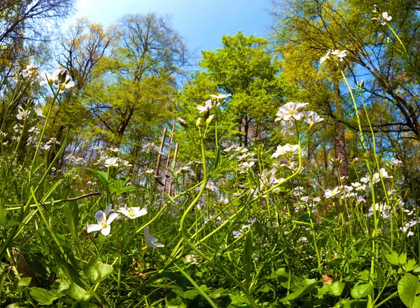 stock image Spring time in park