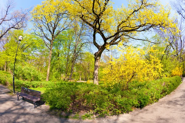 在公园的春天 — 图库照片