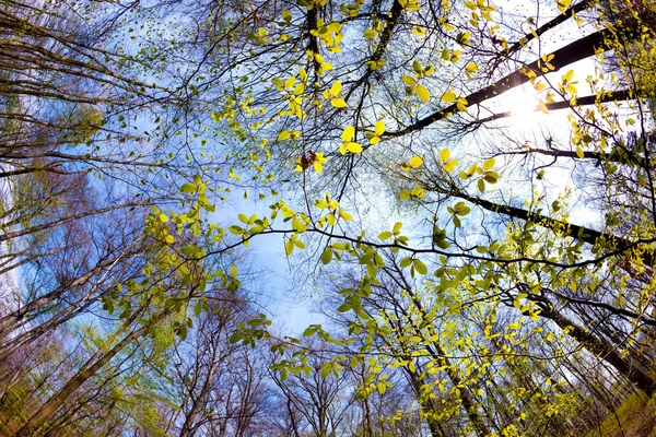Spring time in park — Stock Photo, Image