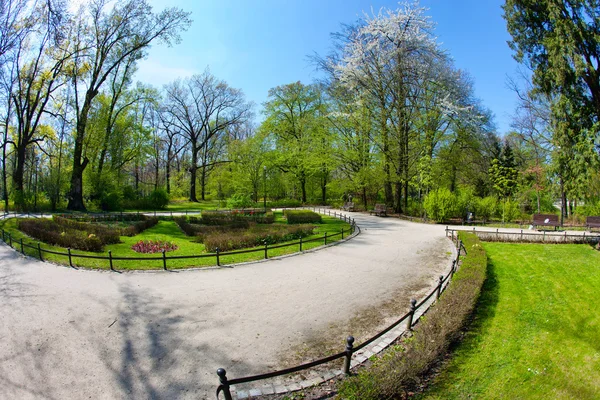Våren i park — Stockfoto