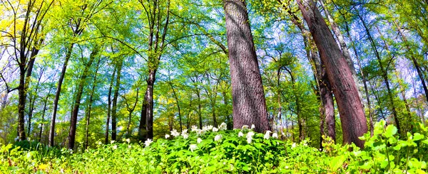 Primavera en el parque — Foto de Stock