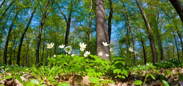 Spring time in park — Stock Photo, Image