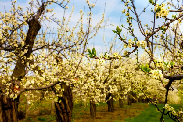 Orchard i tidigt våren — Stockfoto