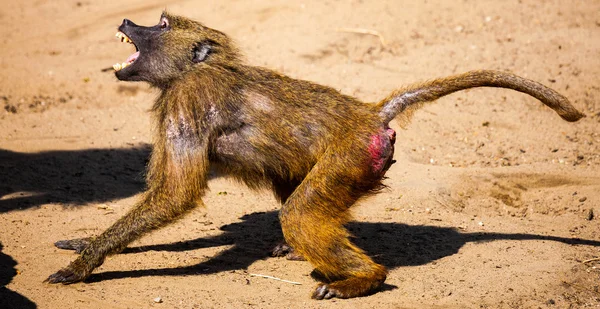 Агрессивный бабуин — стоковое фото