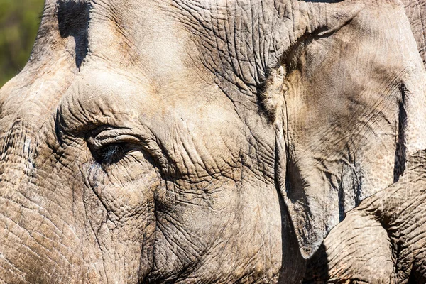 Skóra słonia — Zdjęcie stockowe