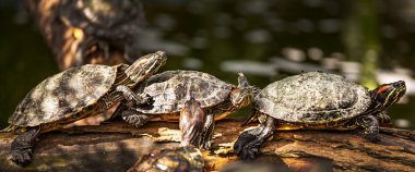 testudo hermanni tortoiseon-kaplumbağa