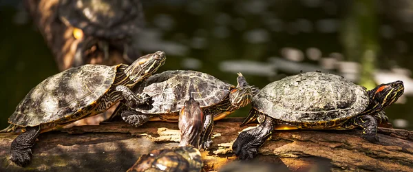 Testudo hermanni tortoiseon-kaplumbağa — Stok fotoğraf