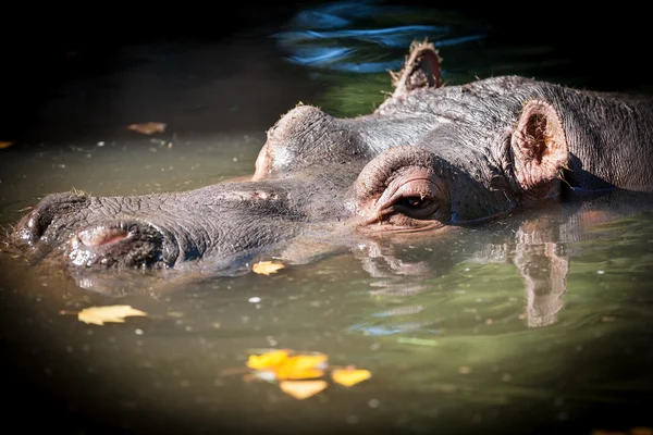Hippopotamus resting in lake — Stock Photo, Image