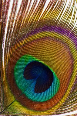 Peacock Feathers Background clipart