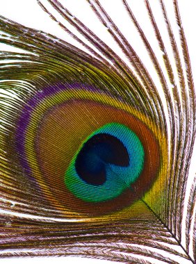 Tavus kuşu tüyü gözü ayrıntısı