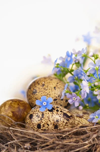 Primavera naturaleza muerta —  Fotos de Stock