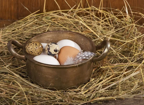 Pollo y huevos de codorniz en un nido —  Fotos de Stock