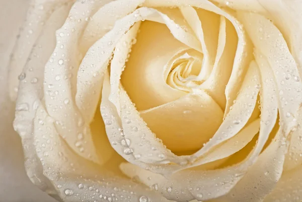 stock image White rose