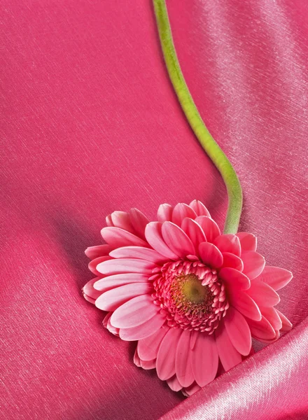 Flor sobre fondo rosa — Foto de Stock