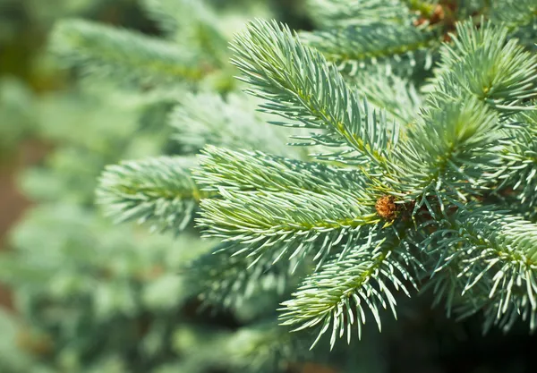 Blue spruce trädgrenar — Stockfoto