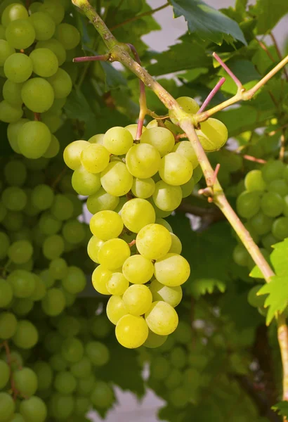 Stock image Sweet grapes