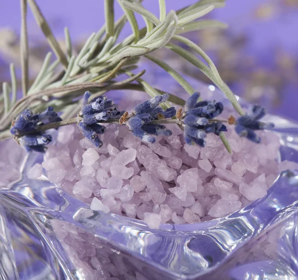 Lavender laut dan kering . — Stok Foto