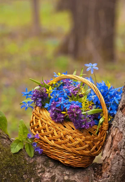 春の花のバスケット — ストック写真
