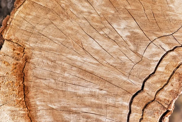 stock image Wood texture