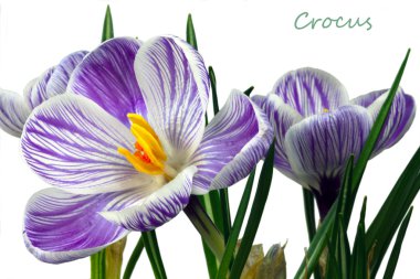 Crocus flowers clipart