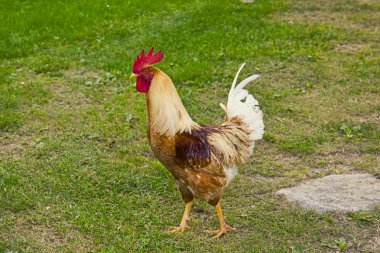 Bir tavuk (Gallus gallus domesticus çiftlik avlusu closeup)