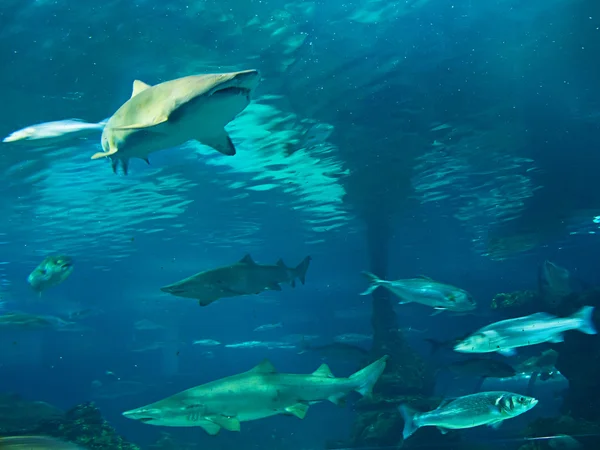 Színes és élénk akvárium élet — Stock Fotó