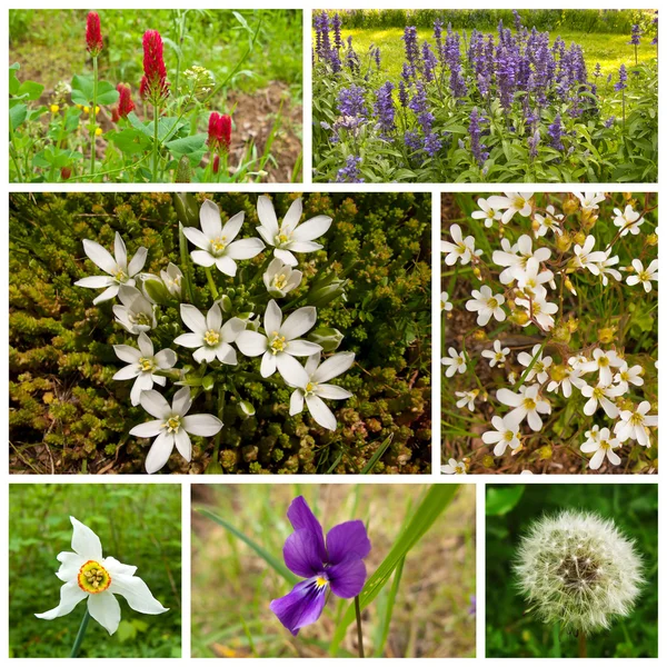 stock image Spring collage showing different spring pictures