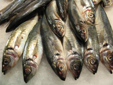 balıklar piyasada
