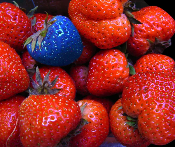 红色的其中一个蓝色草莓 — 图库照片