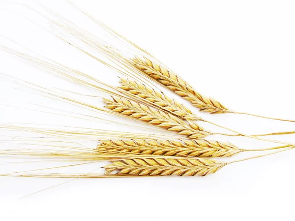 stock image Wheat stalks isolated in white background