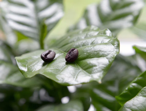 Granos de café en hojas de café — Foto de Stock