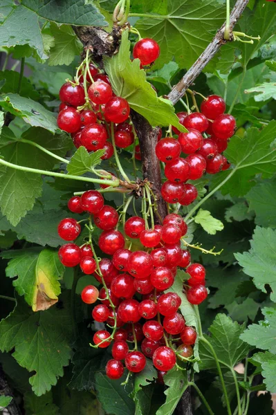 Grosellas rojas en una rama — Foto de Stock
