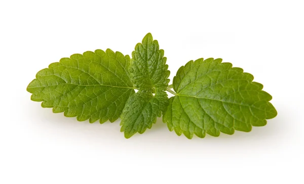 stock image Fresh mint leaves