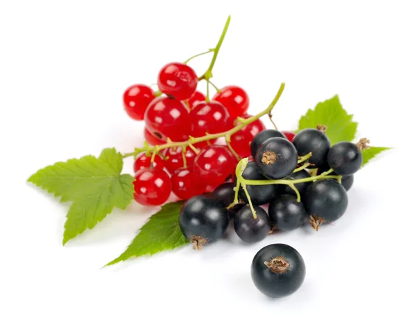 Red and black currant — Stock Photo, Image