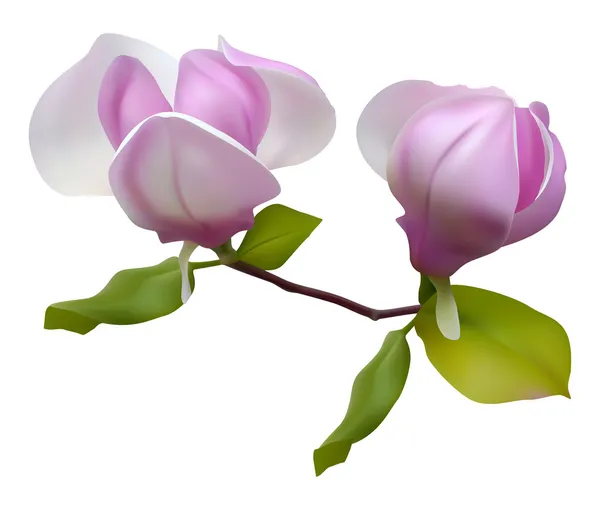 Magnolia en fleurs — Image vectorielle